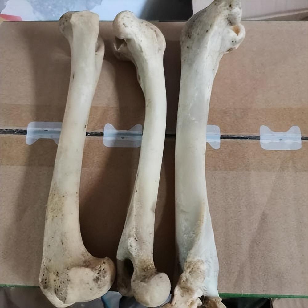 06年浙江老妇打扫卫生时发现人骨,调查发现是女儿失踪10年的男友