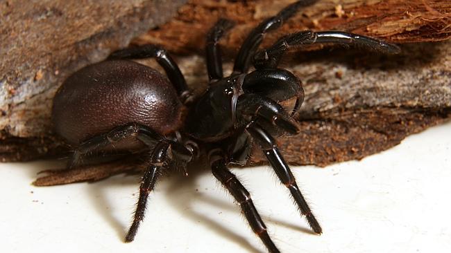 全球十大最毒动物排名