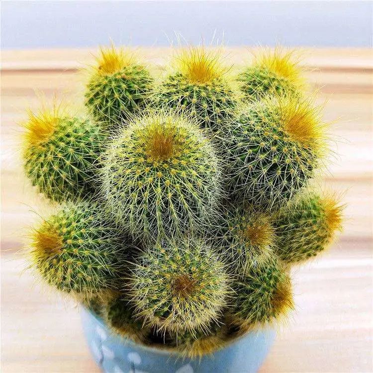 可爱俏皮的花中金丝猴—黄翁,这么养护,周身金毛添财气