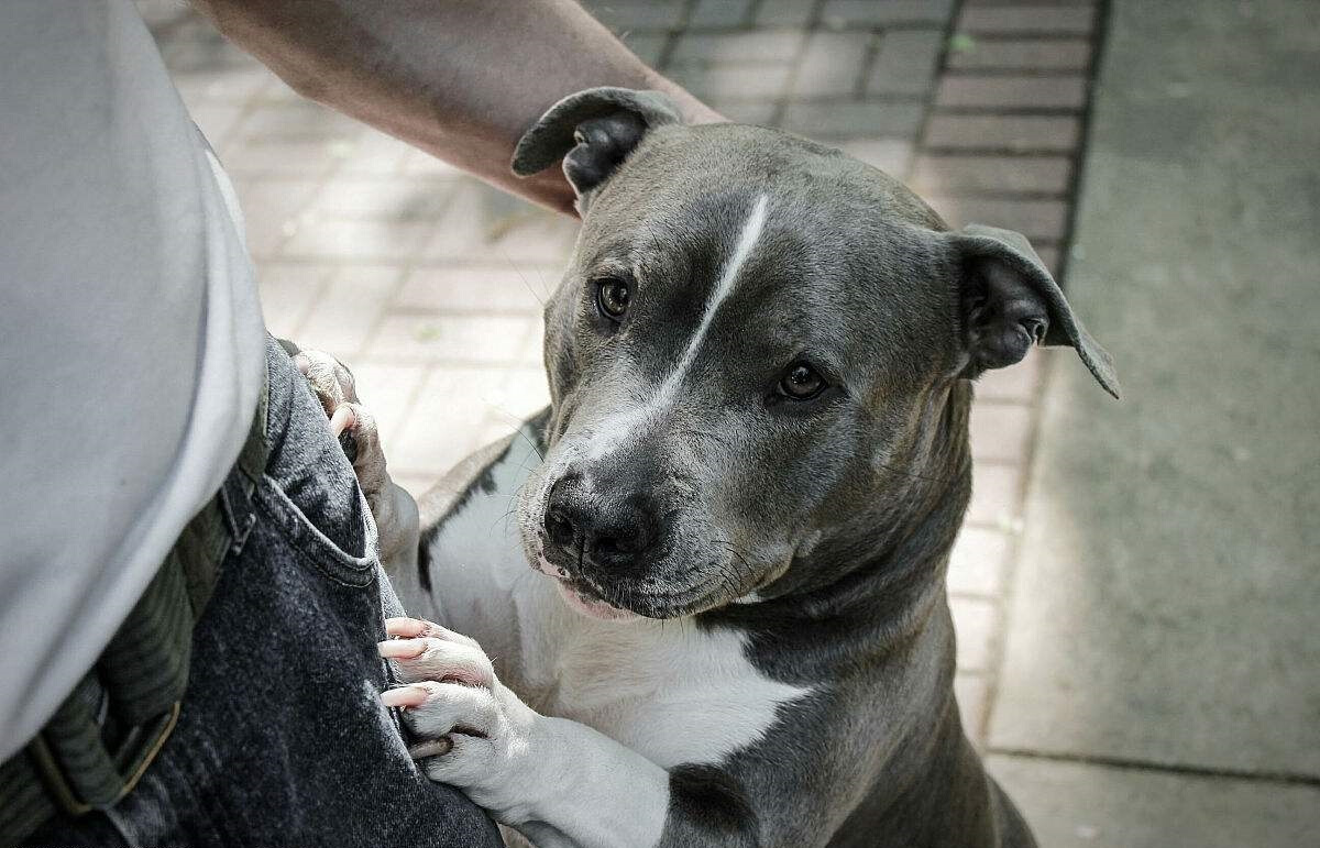 狗狗行为纠正:狗狗出现扑人行为,该怎么办?