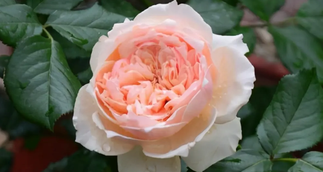 亚伯月季的优缺点:  亚伯月季的优点: 1.