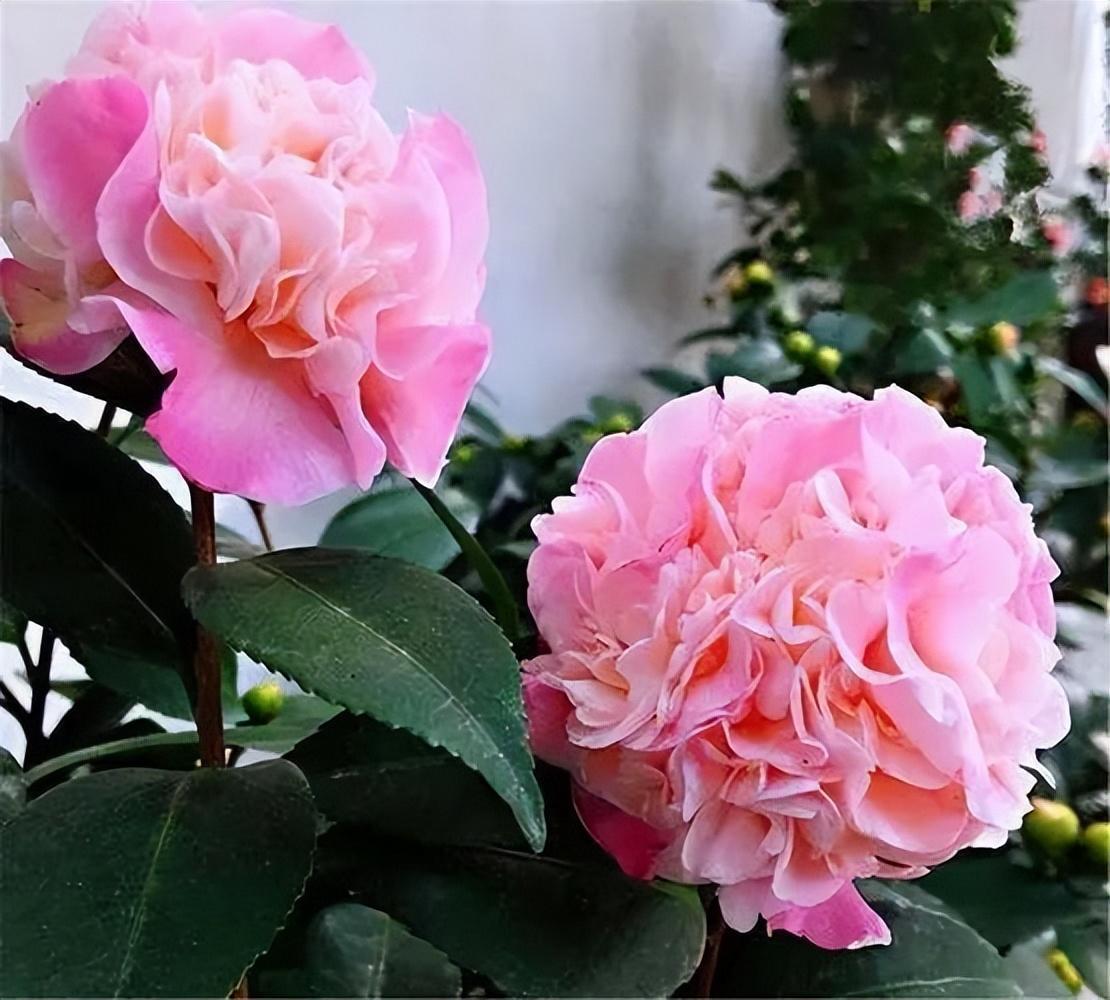 花卉界的"香香公主",花期长,花色艳丽,打理简单,适合新手