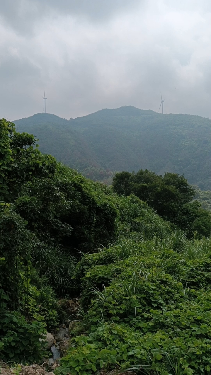 莆田市东海镇坪洋村万青寺周边的山景