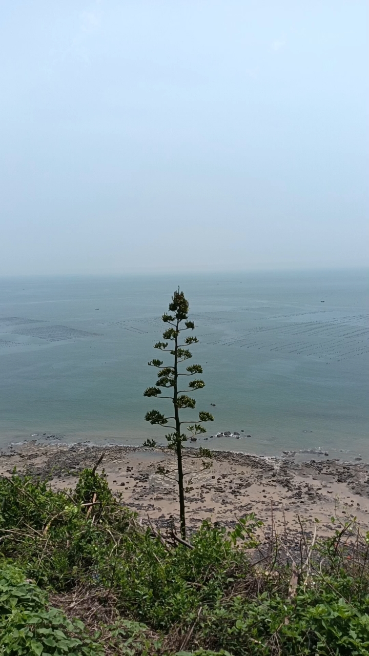 漳浦火山岛地质公园图片