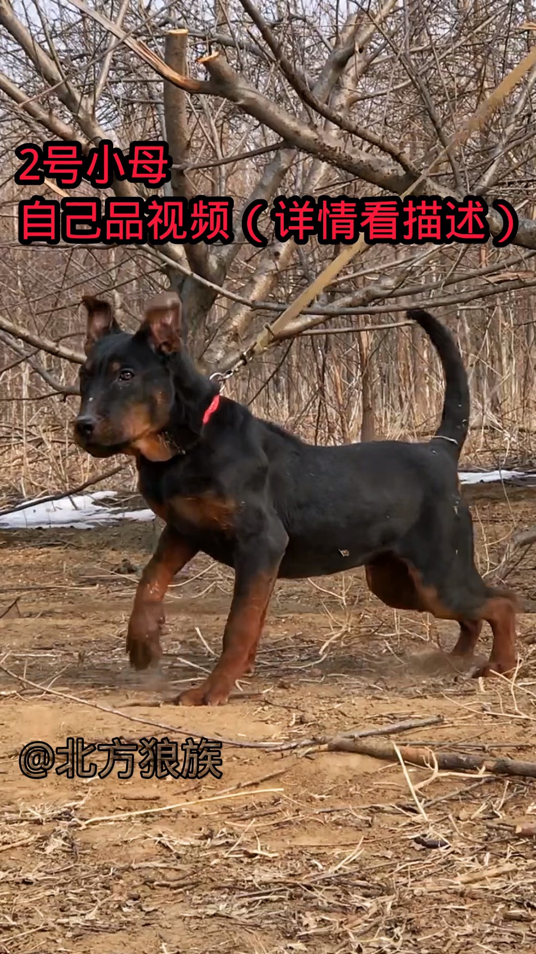 崃州红犬图片