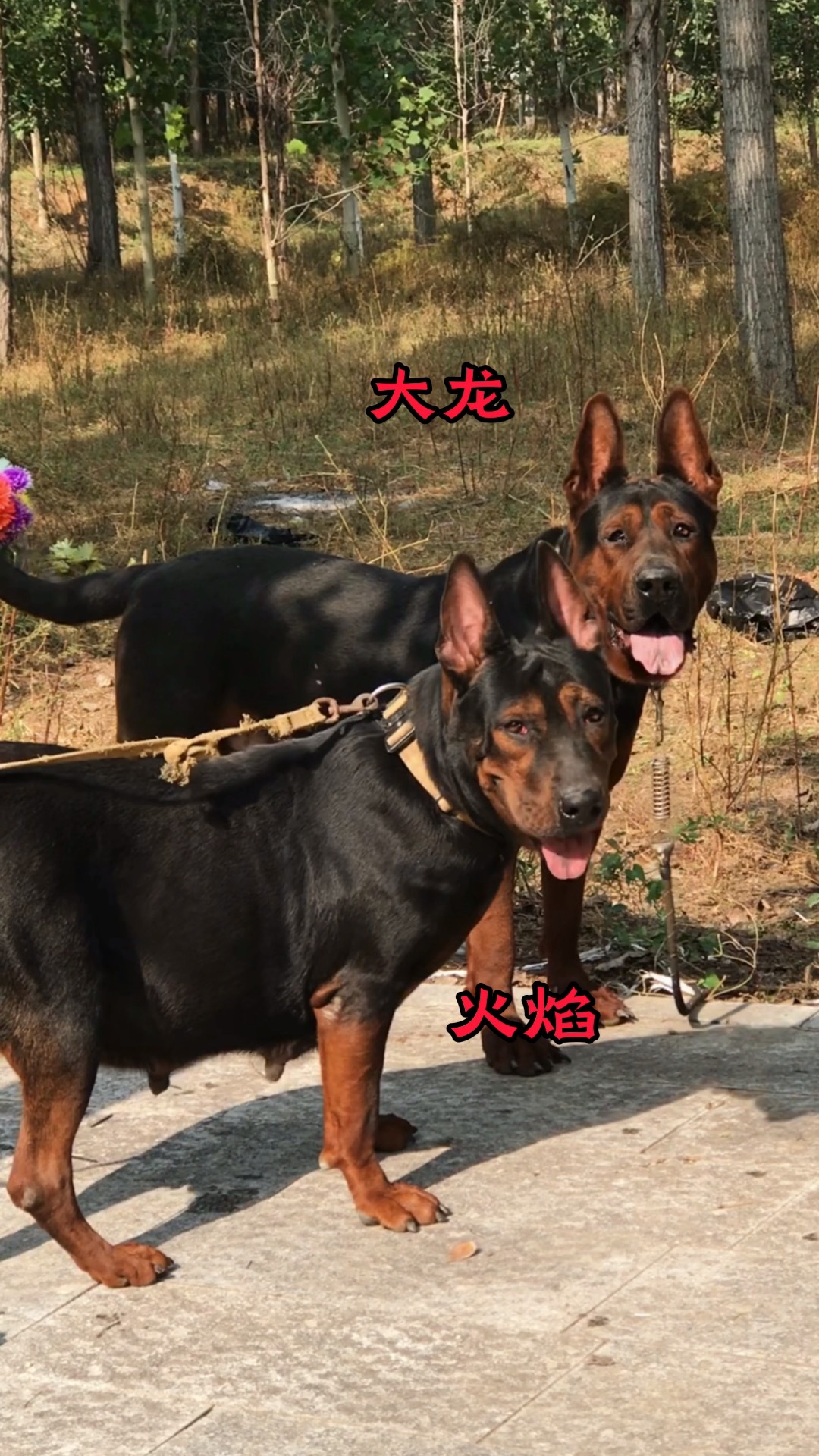 莱州红犬苏联红犬狗狗