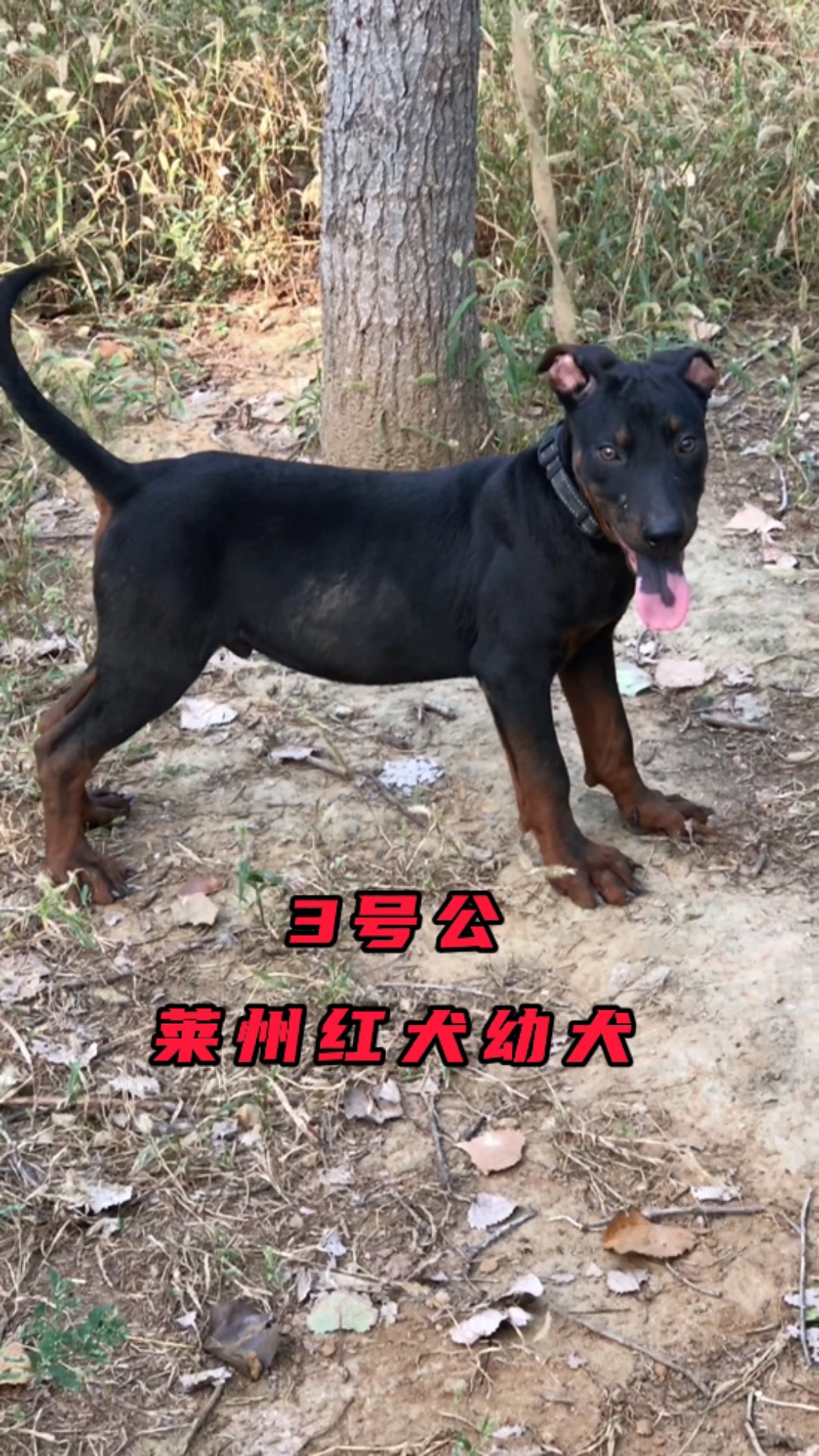 莱州红犬幼犬狗狗狼狗