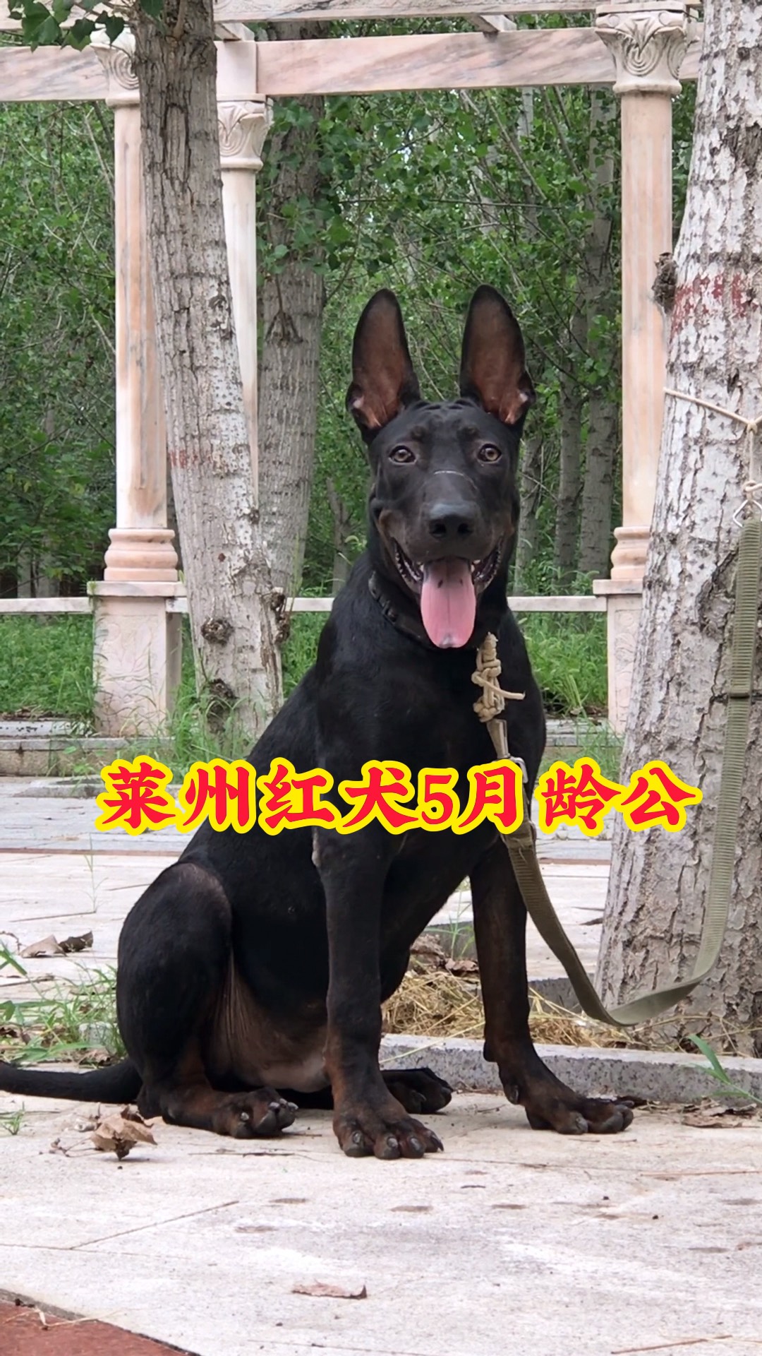 莱州红犬白胸好不好图片