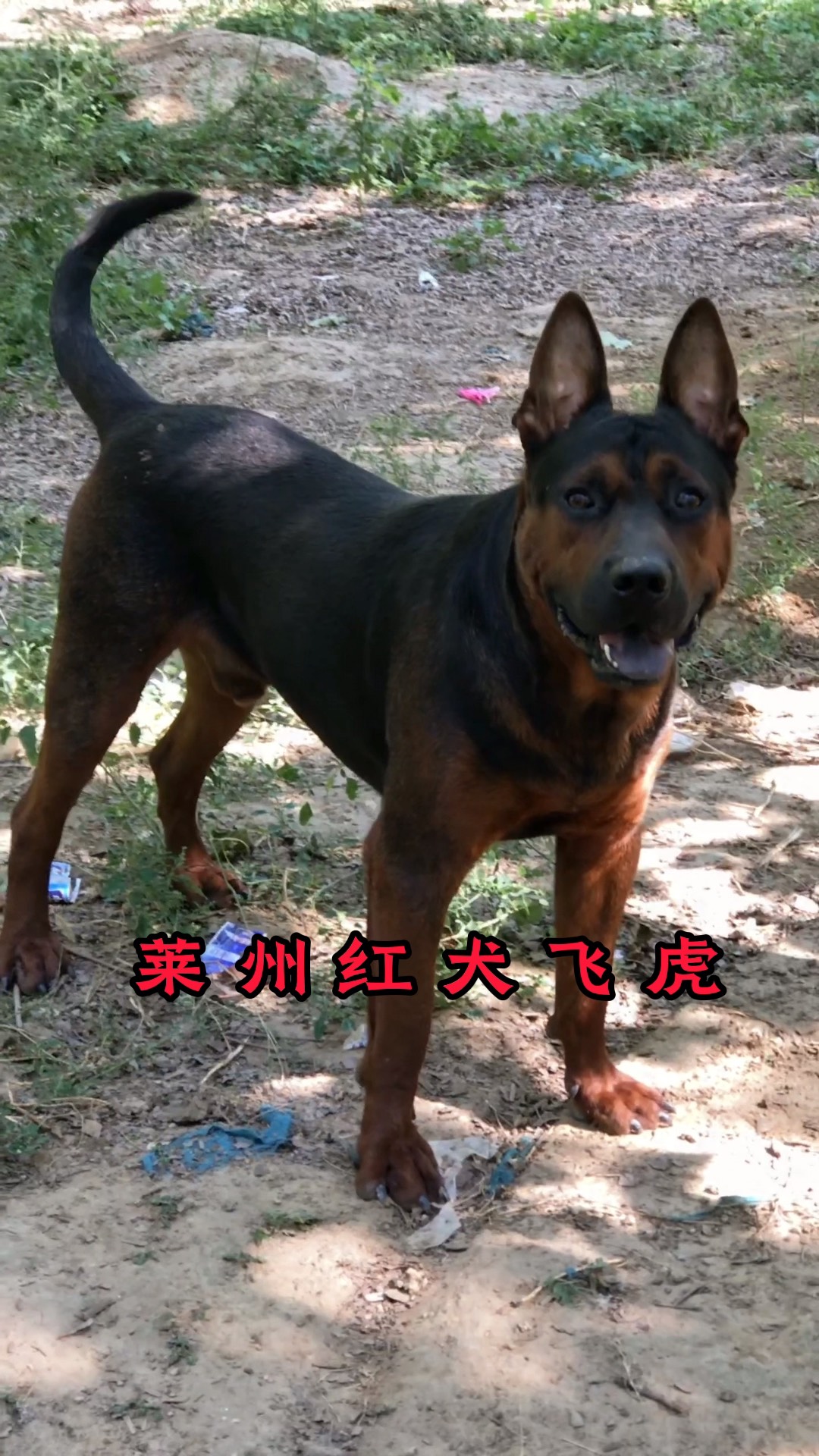 莱州红犬飞虎狗狗