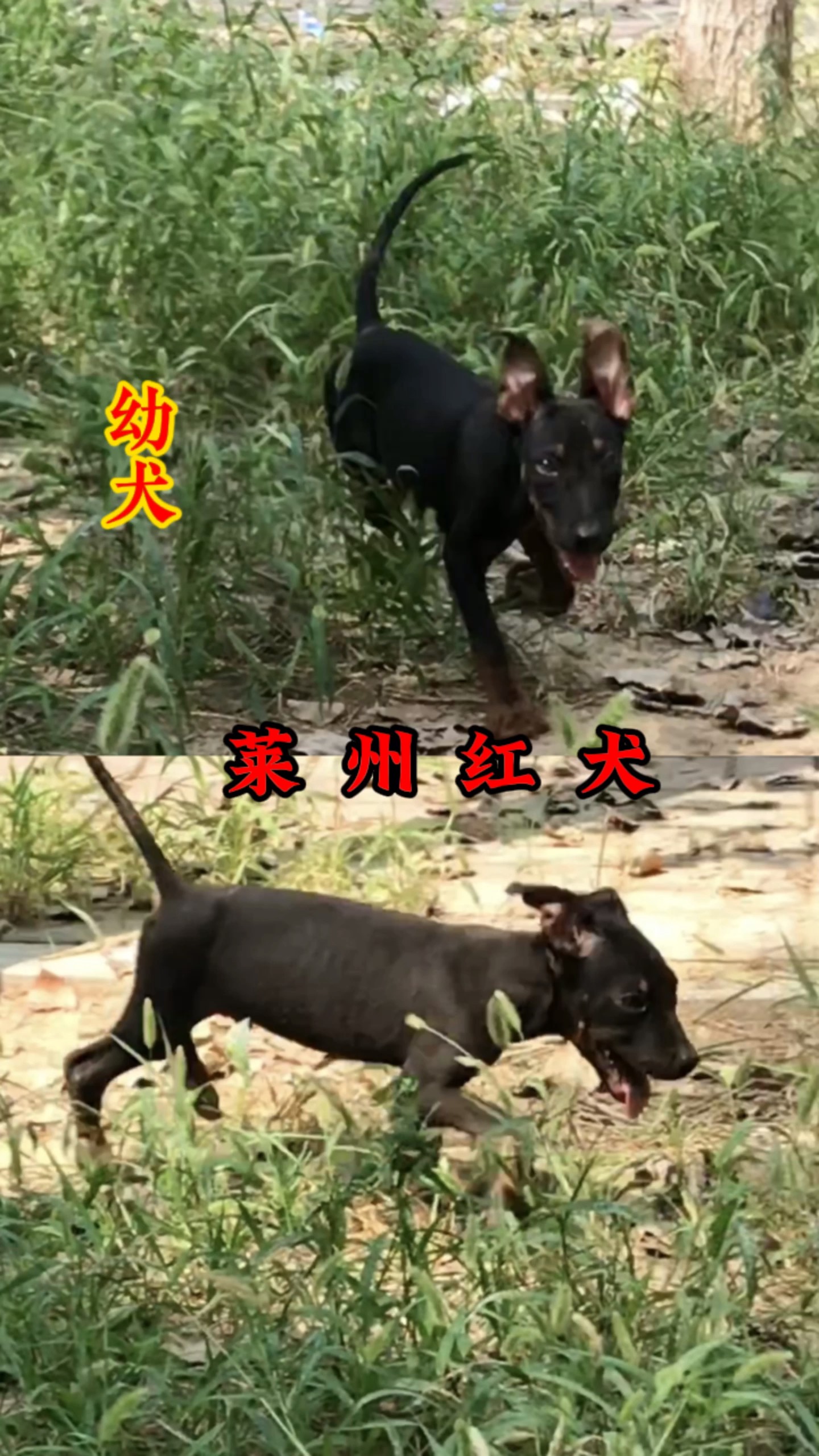 崃州红犬图片