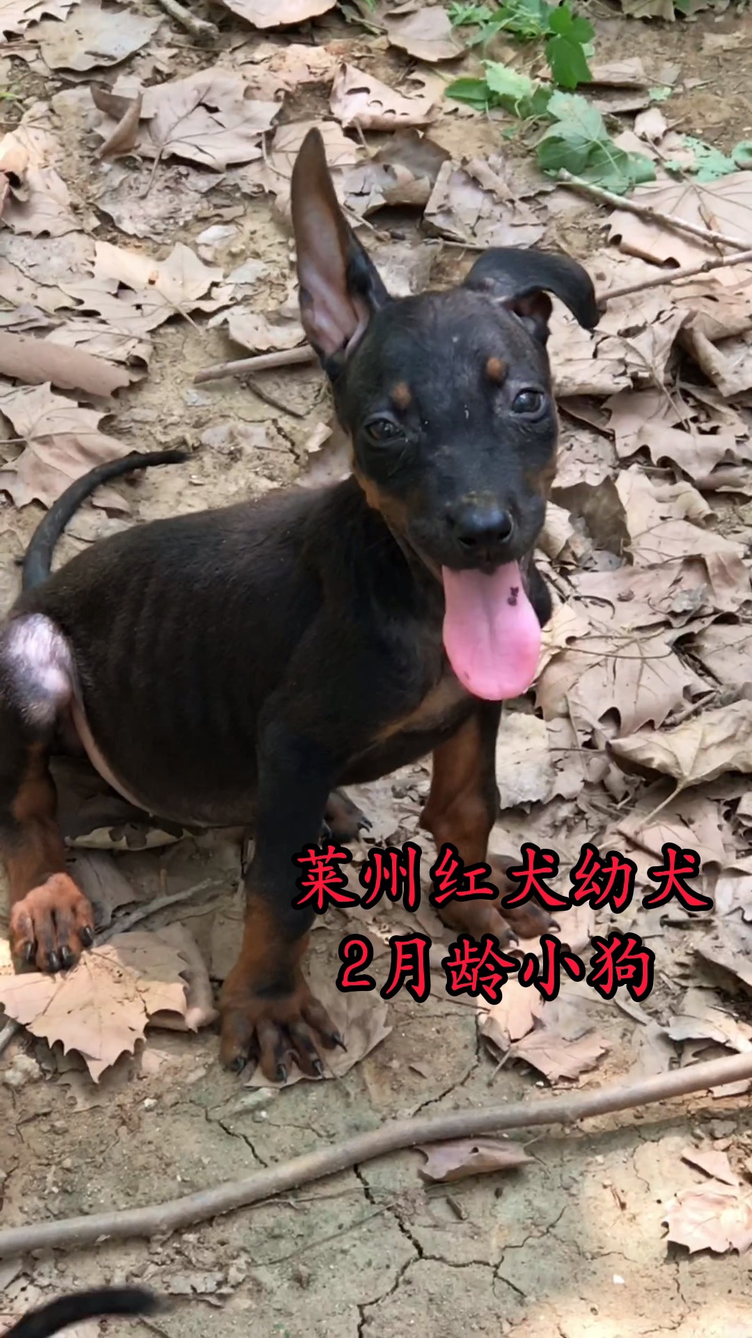 崃州红犬图片