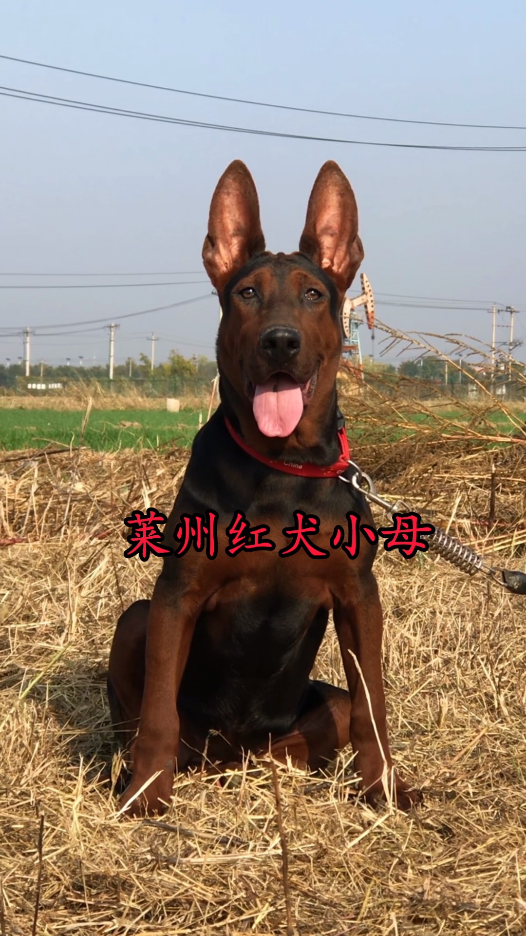 莱州红犬5月龄小母苏联红犬狗狗