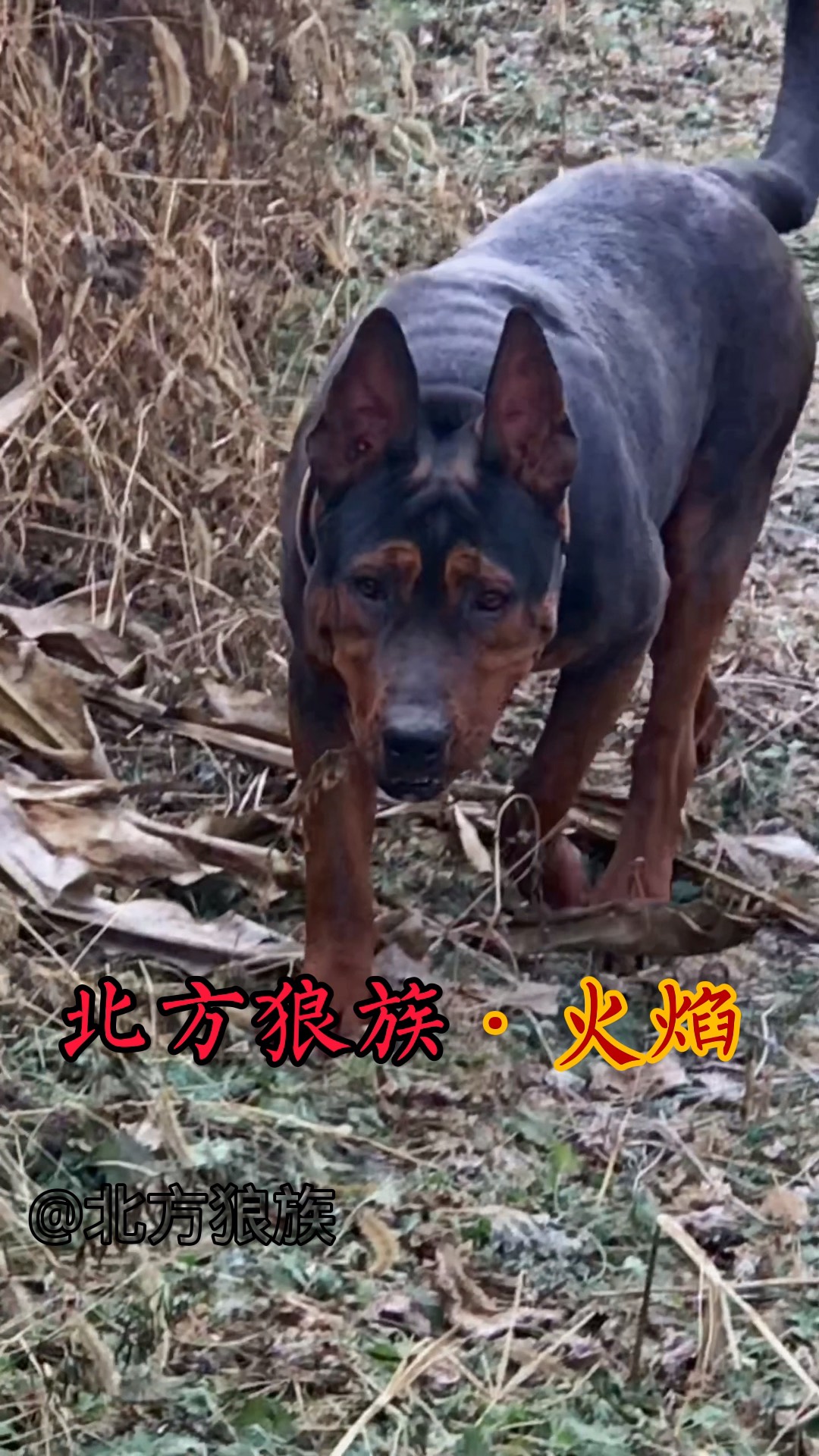 老版莱州红犬图片图片