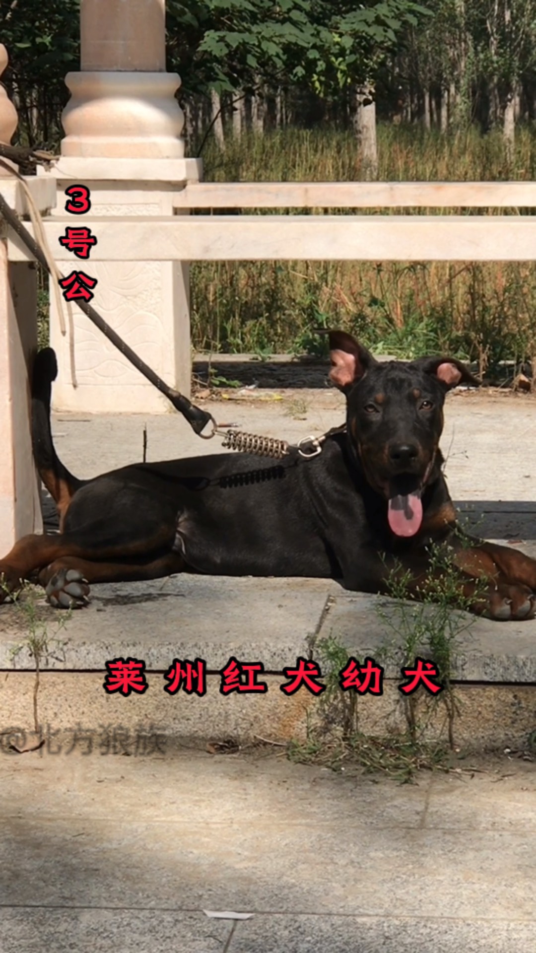 莱州红犬幼犬狗狗狼狗