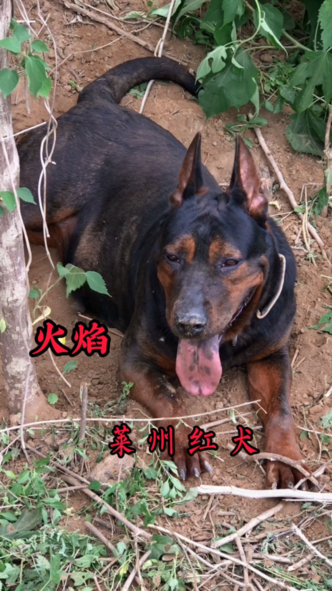 莱州红犬狗狗狼狗苏联红犬