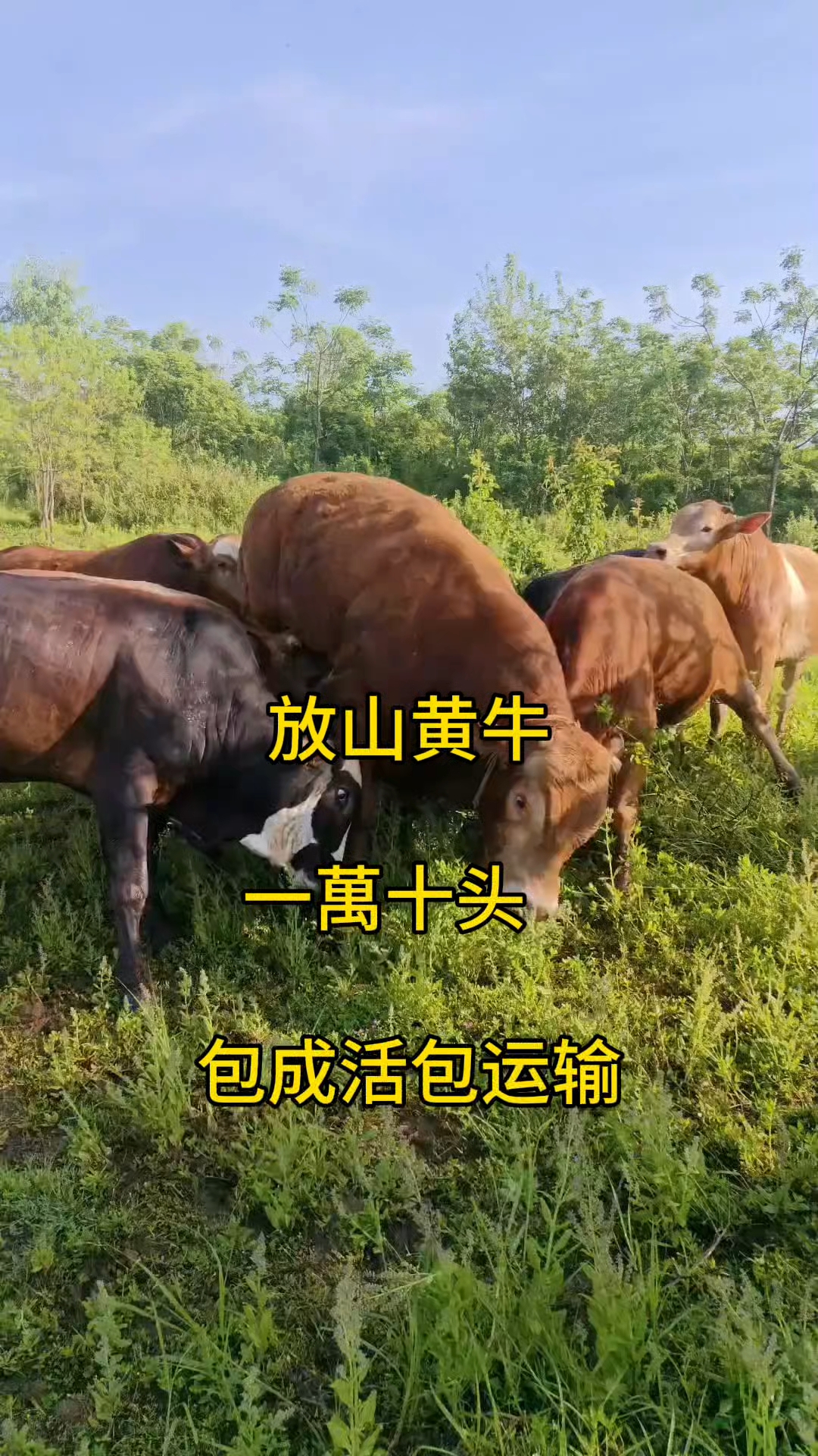 最新黄牛代办方法分析(最方便真实的乐清黄牛代办审车方法)