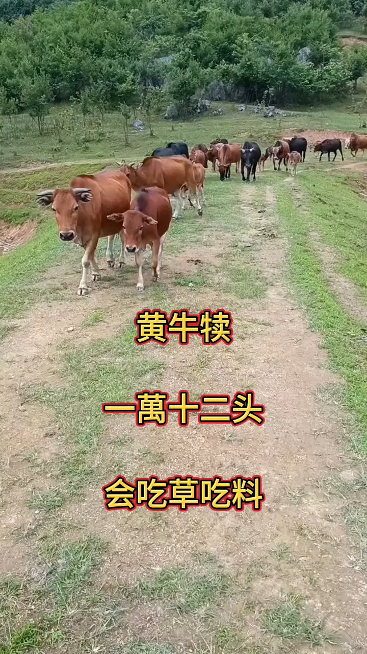 关于宣武医院"黄牛是二道贩子吗"的信息