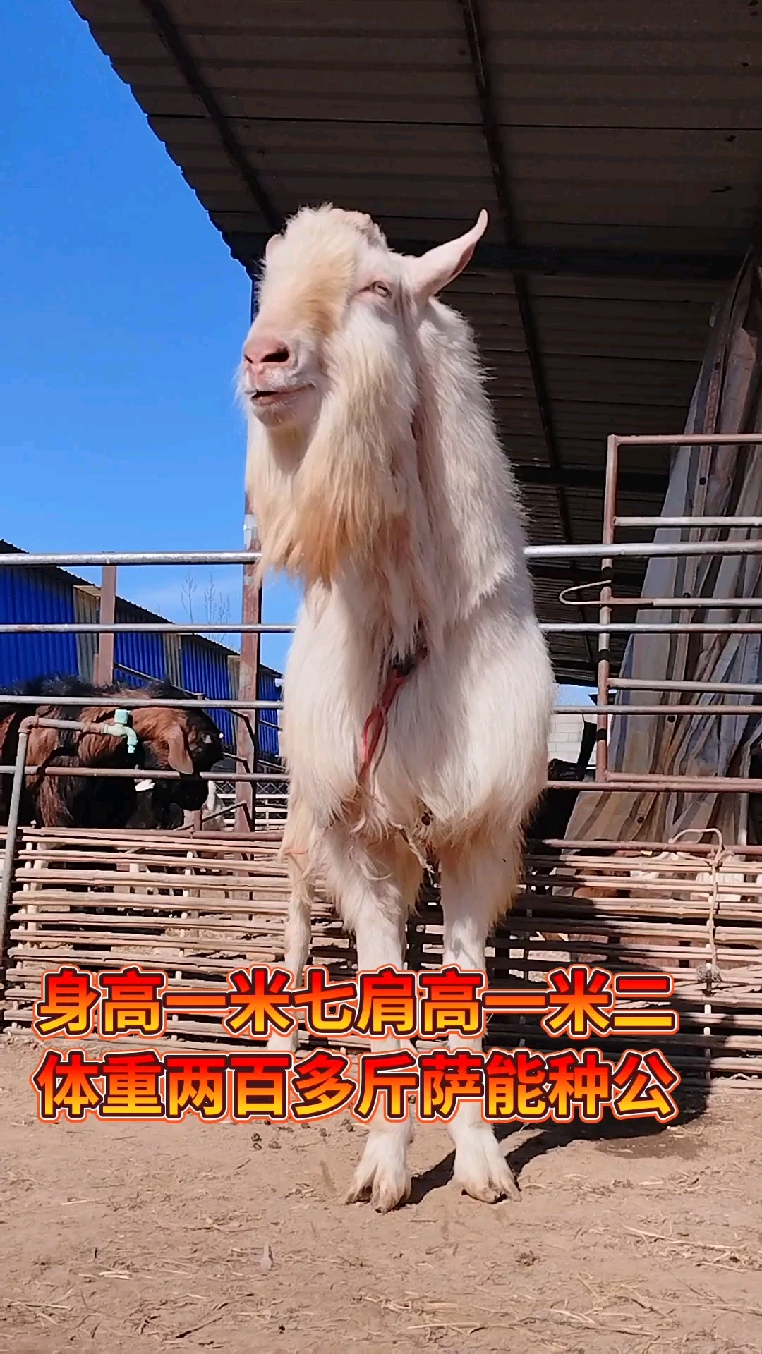 萨能种公羊超大体型雄性强劲-度小视
