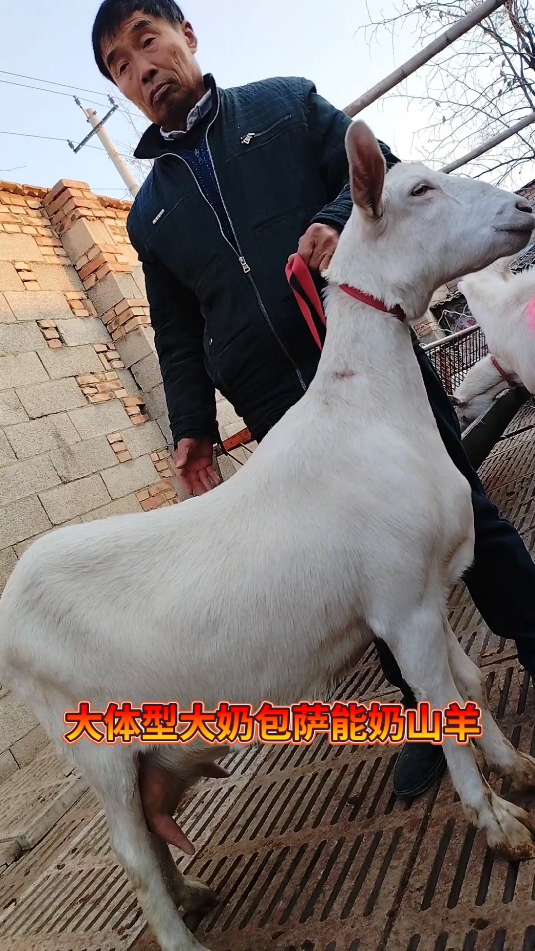大体型大奶包高产萨能奶山羊-度小视