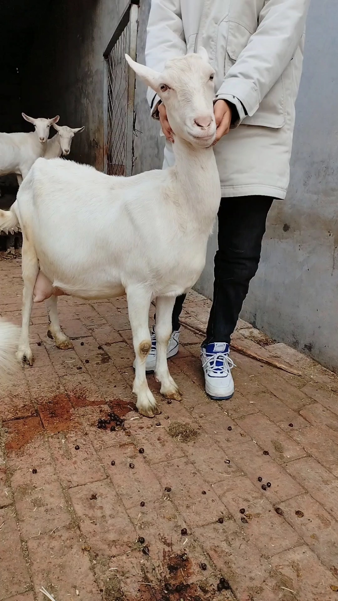 萨能奶山羊产奶量非常高
