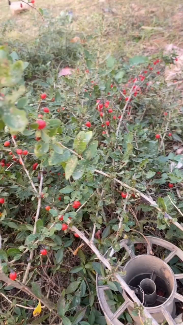 野生枸杞,河边上大把的,果断摘回家,一个小时,应该有一斤多吧