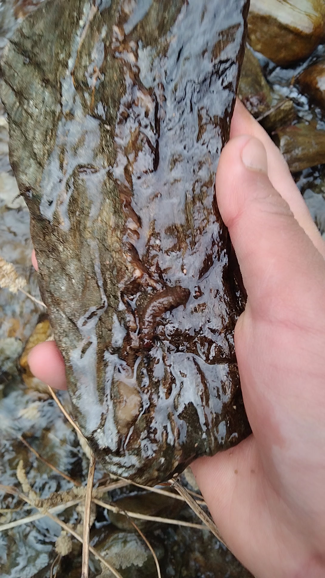 我在小溪的石头下发现的一只昆虫