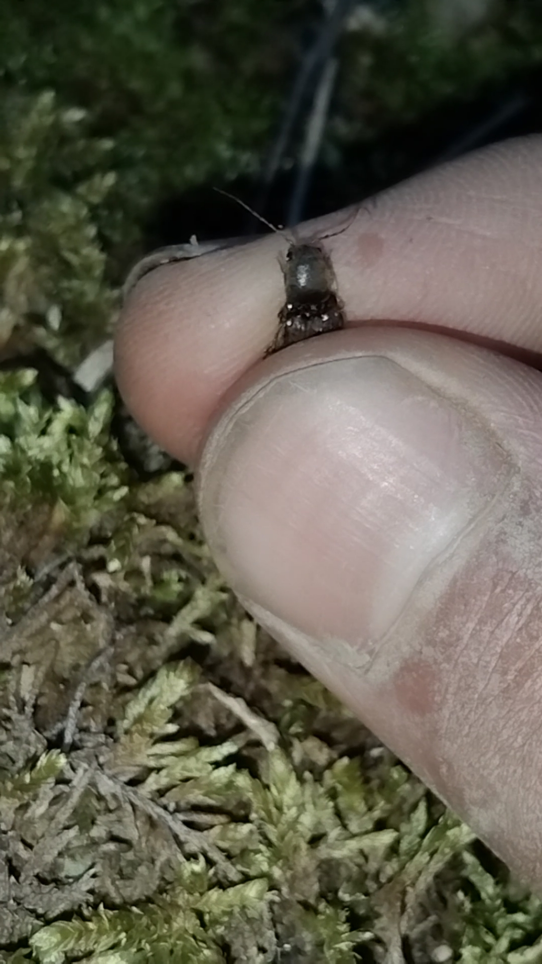 今天在外面抓到的一只磕头虫