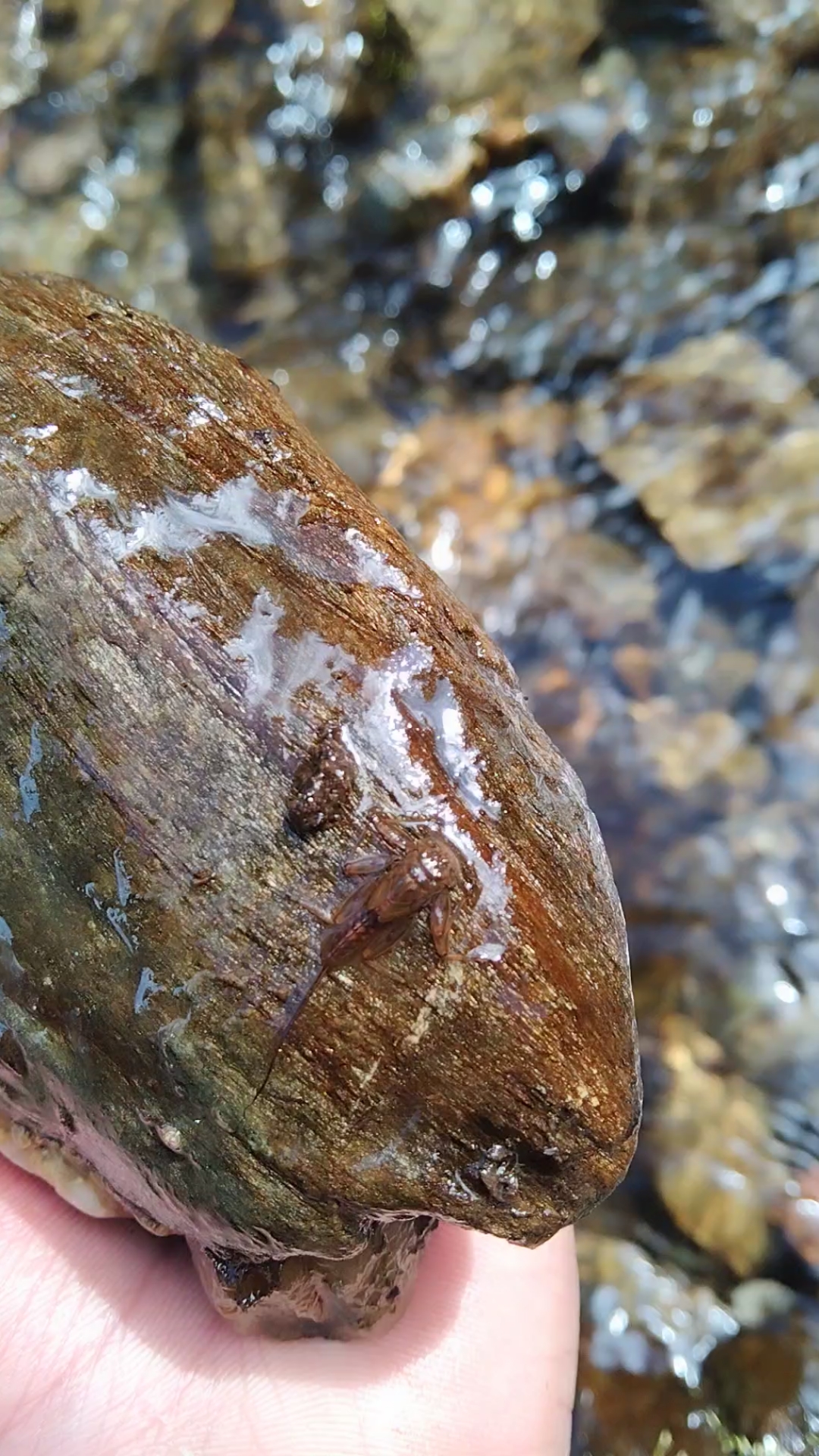 我在小溪的石头下发现的昆虫