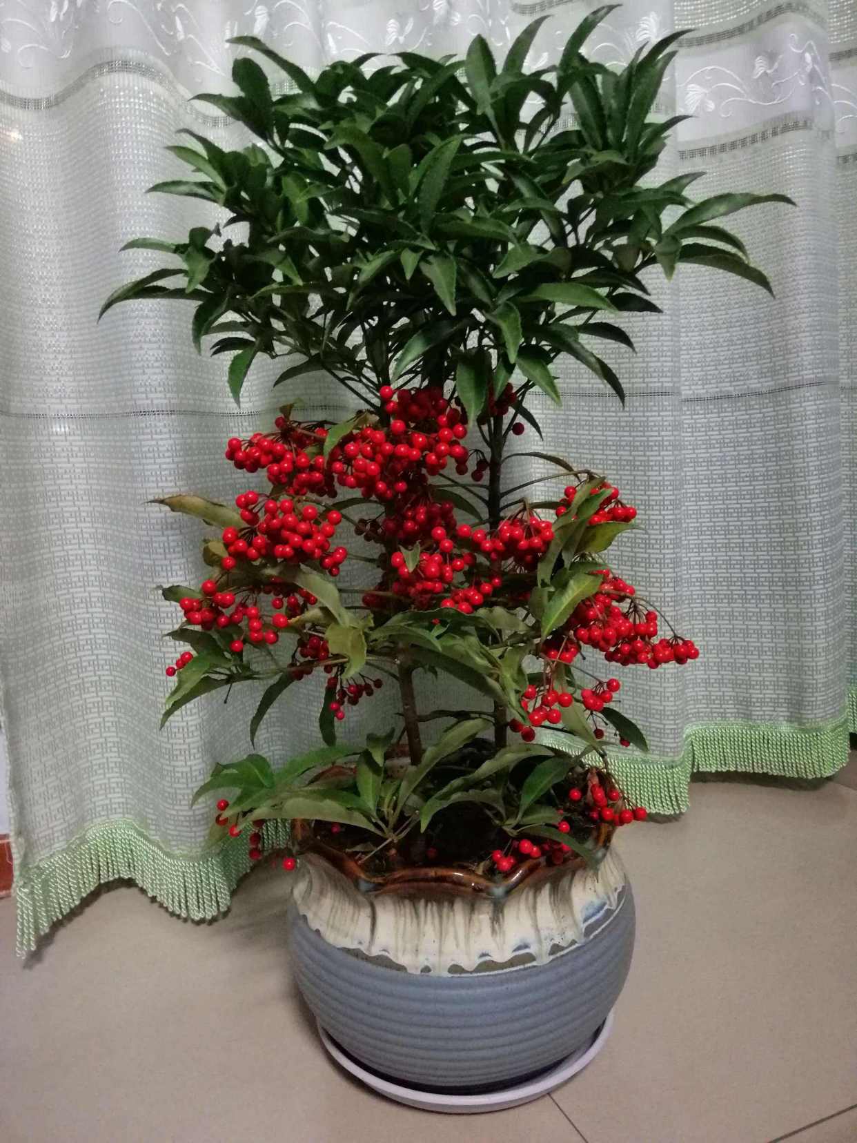 6种"发财果",阳台种几盆,养护有技巧,学一学