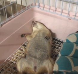 主人叫土拨鼠起床,它1秒从睡梦中惊醒,跟上班族一模一样