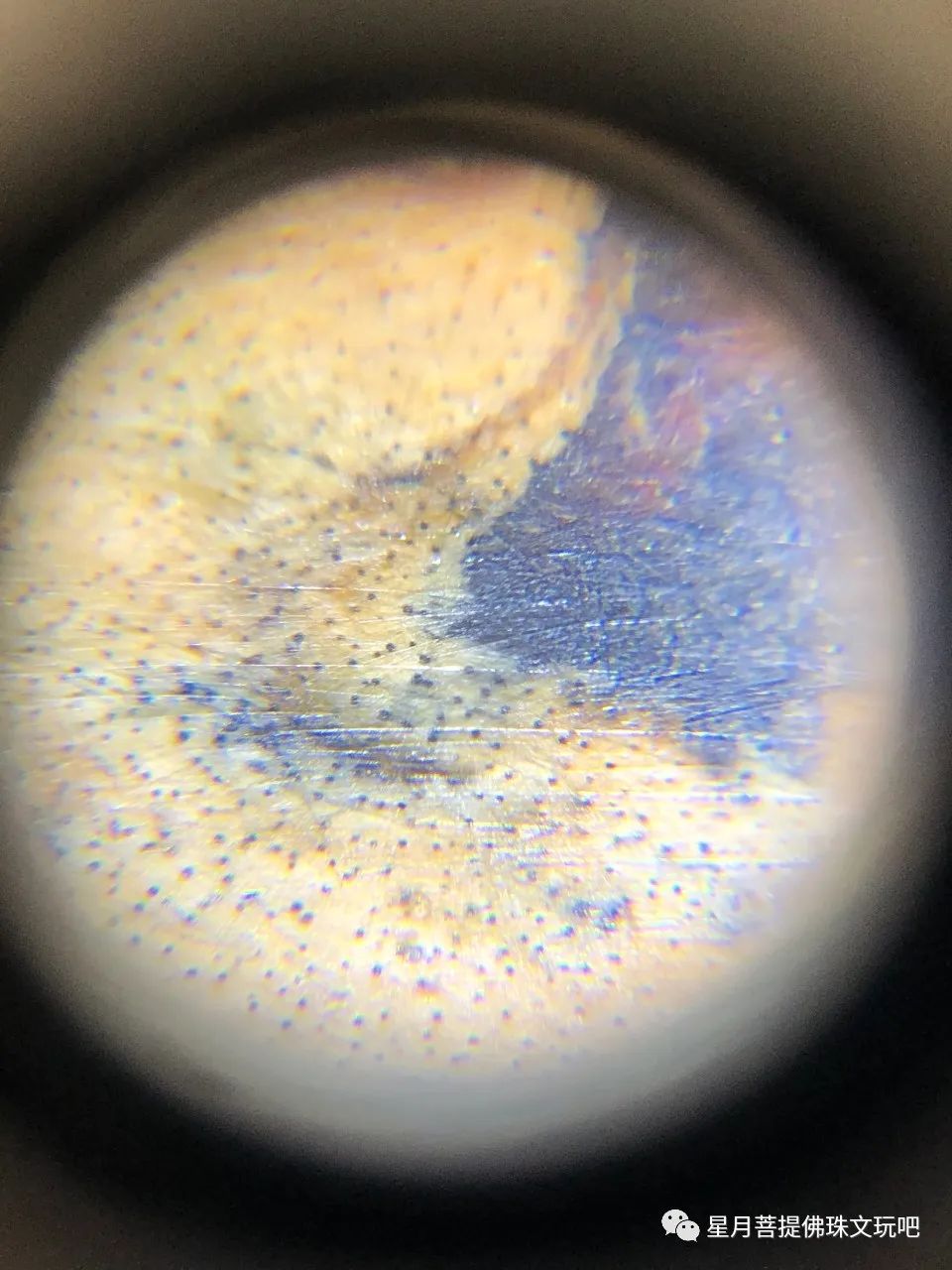 2000块买的2.0满血海柳,鉴定一看不值500怎么回事?