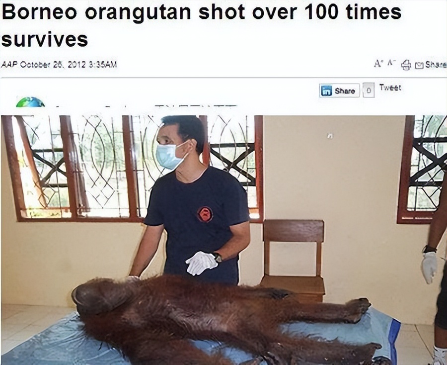 2003年,印尼一红毛猩猩遭囚禁,被迫化妆接客六年,只需要两英镑