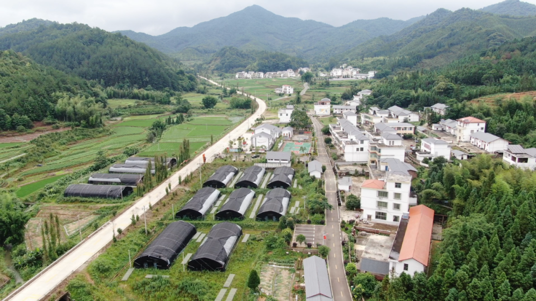 安远本土大制作《油菜花开》在双芫,镇岗,县城公映