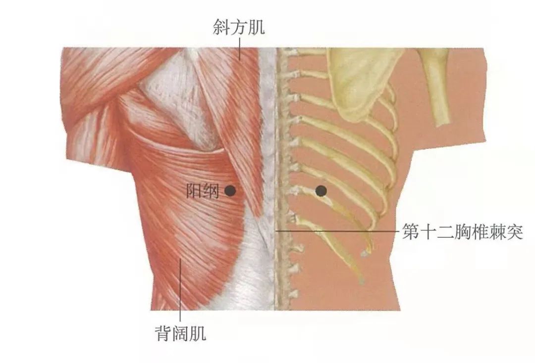 阳纲的准确位置图作用图片