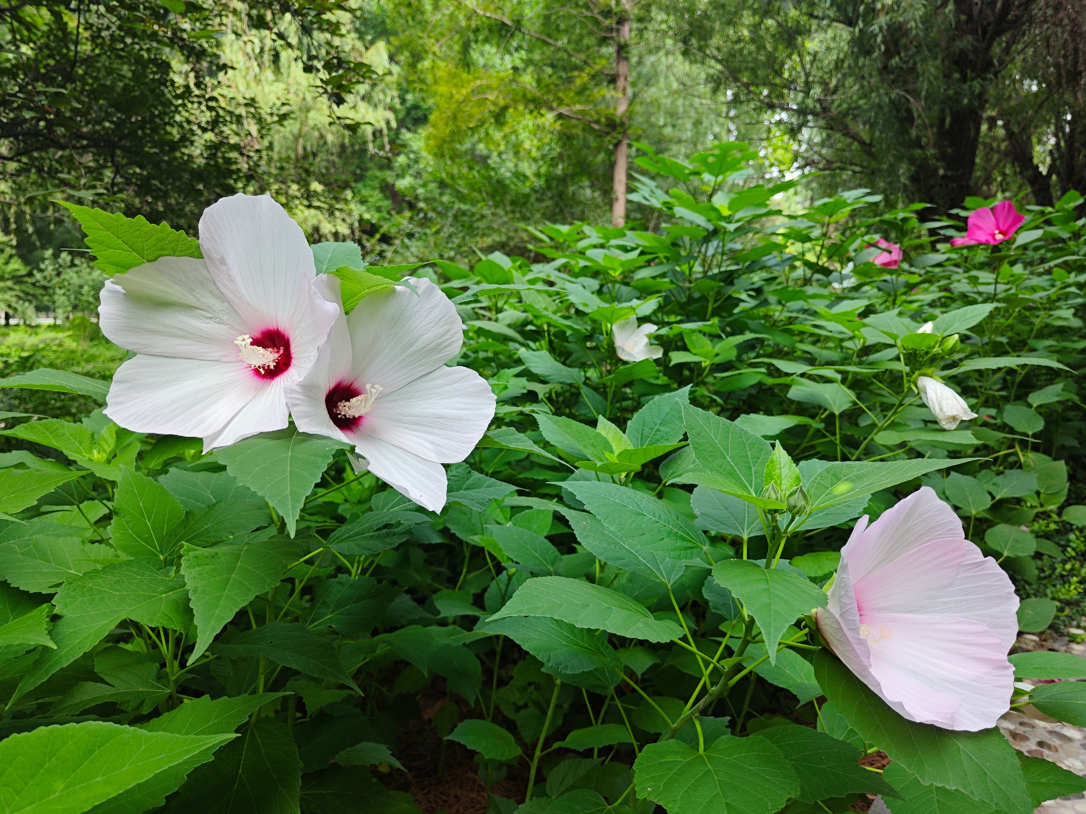 芙蓉葵