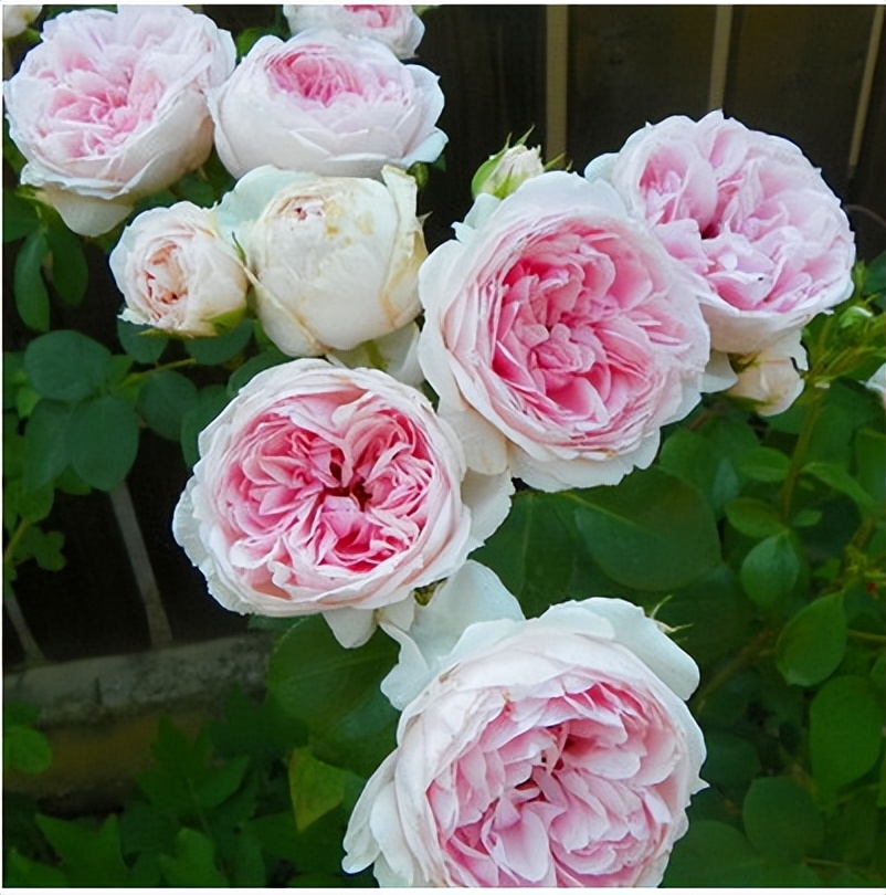 月季"灰姑娘"——四季版粉龙,花朵又美又香,没有院子也能养