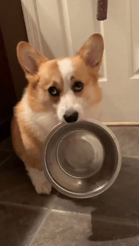 若狗狗对你有这些"动作",说明它超爱你!