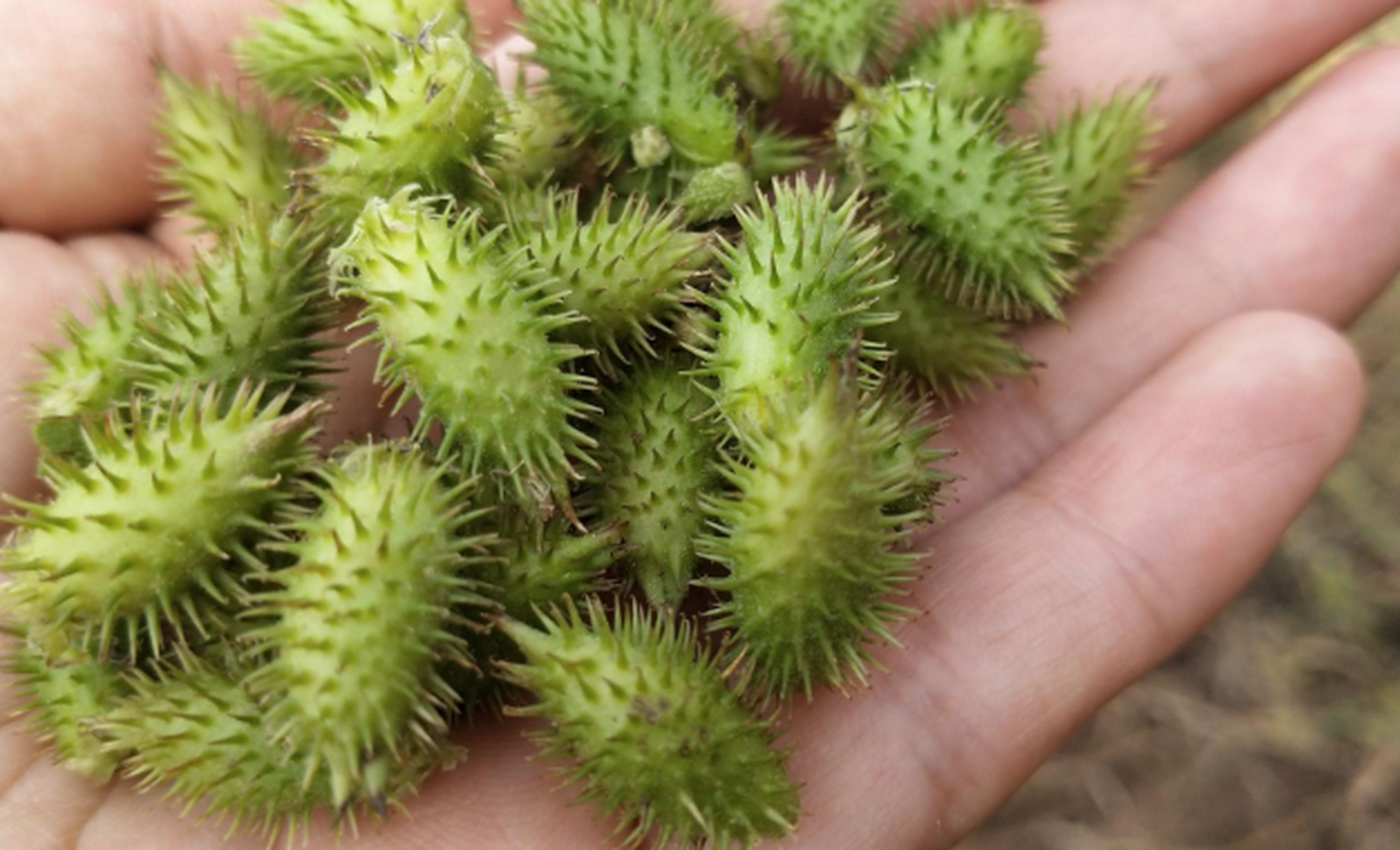 那些年撩女生全靠它,用来粘到头发上,却不知它价值很高!