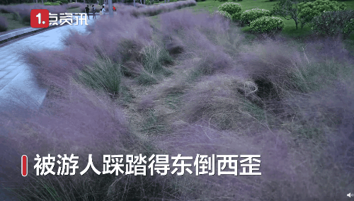 热点|“进入花田你没有花美！”景区一段硬核喊话爆火，网友：你大妈还是你大妈