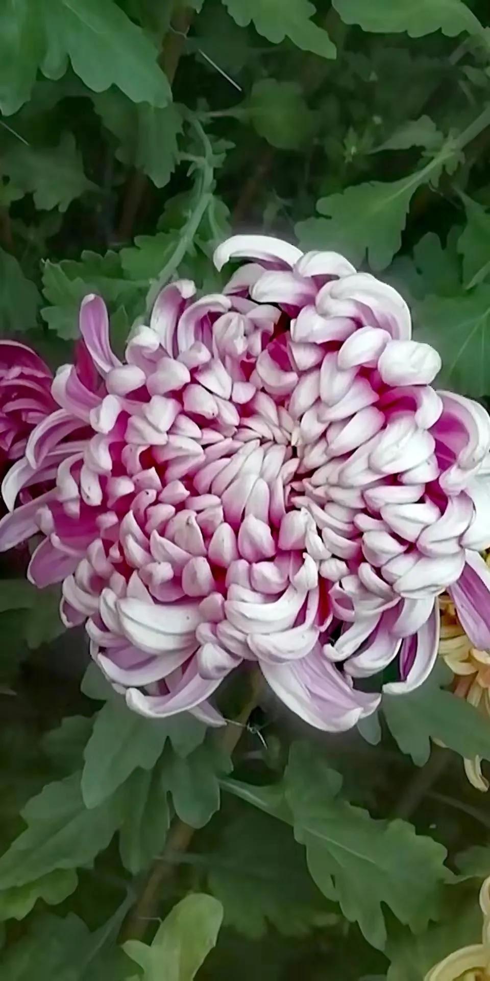 菊花壁纸