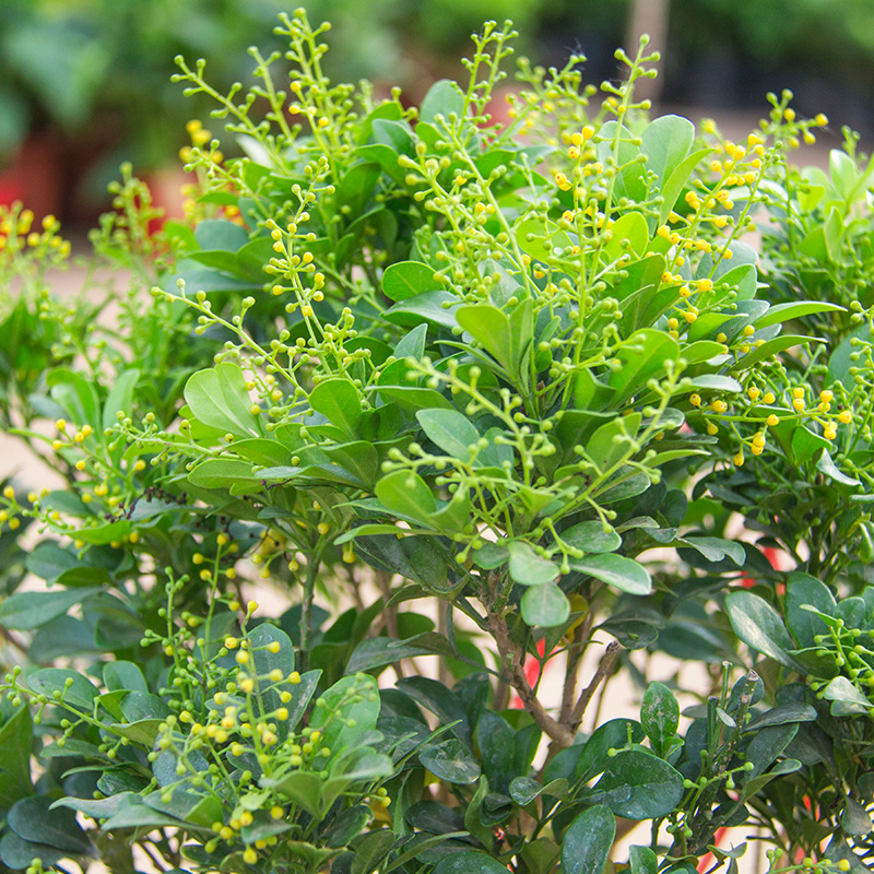 养好米兰花,做好这"几点",花多味香花色金黄,花期更长