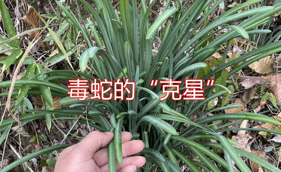 一位捕蛇20年的师傅说:蛇怕2种植物,院子种点,它会躲的远远的