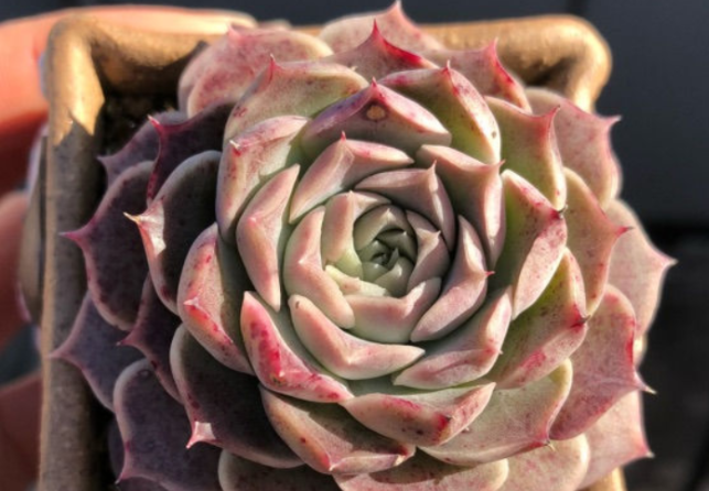 20多肉——海琳娜:颜值出众好养护,夏季种植注意这些就够了