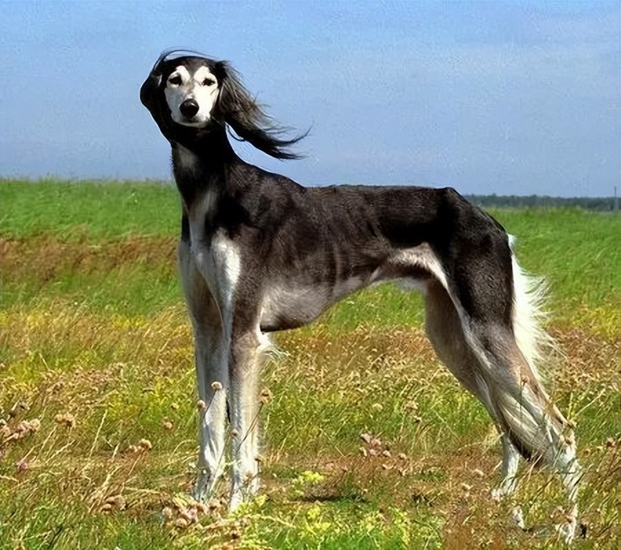 山东细犬——真正的华夏名狗,养过的都欲罢不能!