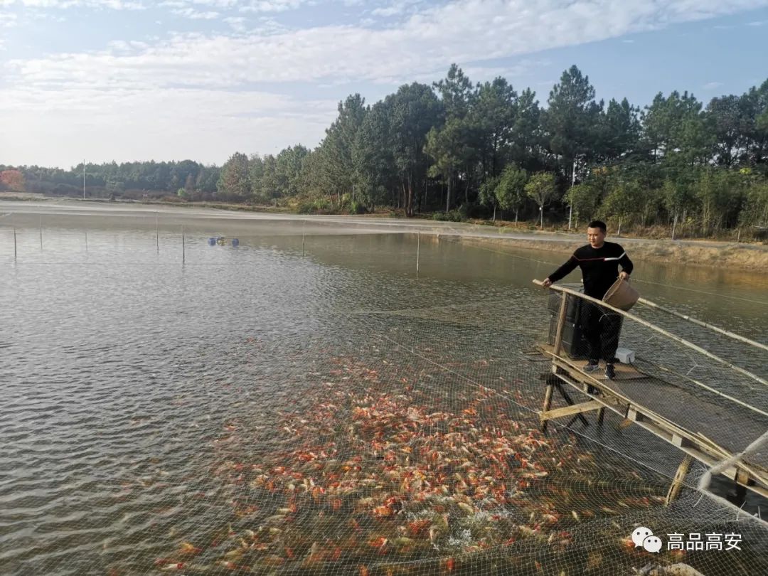 小金鱼"养"出大产业