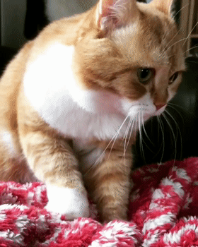 橘猫的这些行为,证明它已经把你当作"最亲"的人!