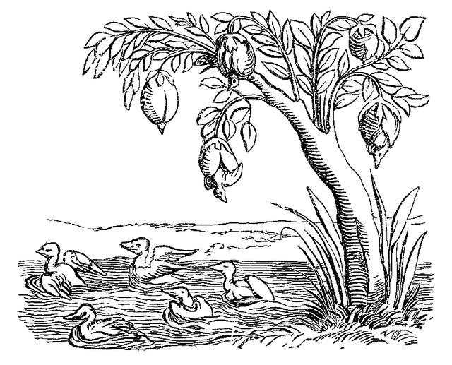 藤壶鹅:曾被误认是一种长在树上的鸟