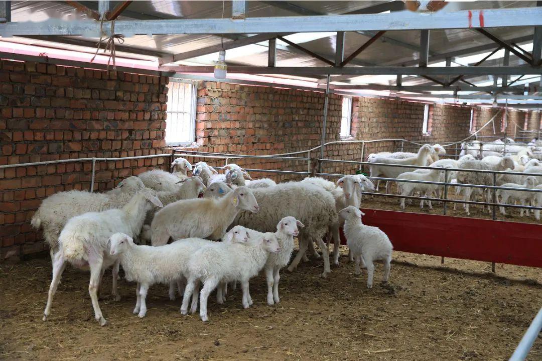 冬天养羊要注意什么?冬天养好羊的3大要素,养羊人快收藏学习!