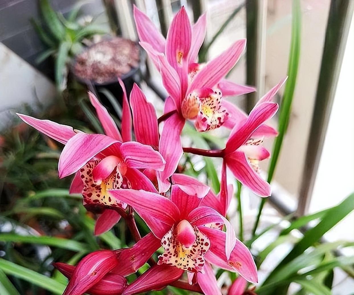 阳台种盆"香花之王"红贵妃,花开后兰香四溢,观赏性非常不错