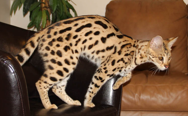 萨凡纳猫f1到f5样子区别